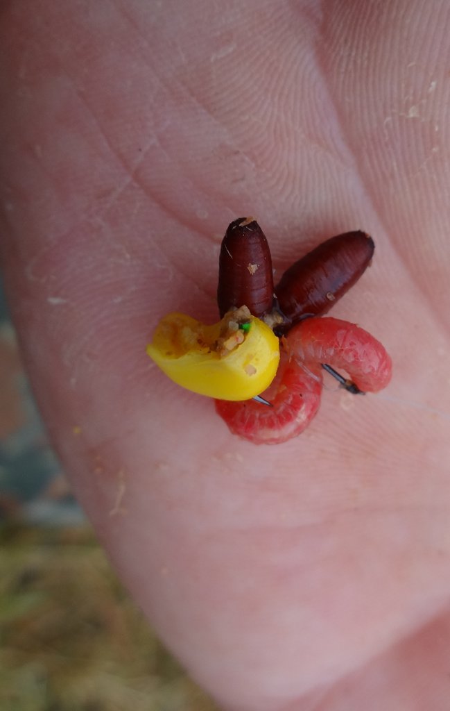 Ловля голавля на фидер летом. Наживка